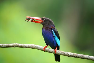 Close-up of bird perching on branch