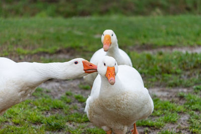 View of birds on field