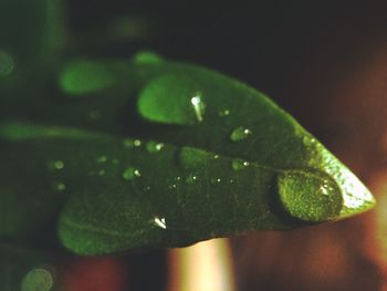 Close-up of leaves