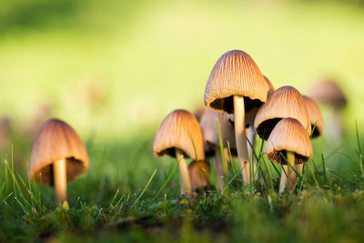 Close-up of mushrooms growing on field
