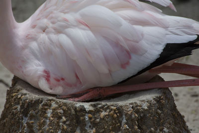 Close-up of a bird