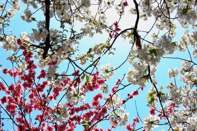 Low angle view of cherry blossoms in spring