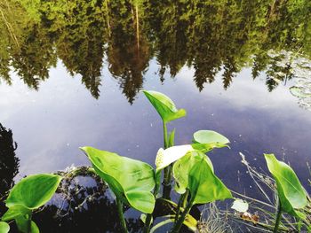 Close-up of lotus water lily in lake