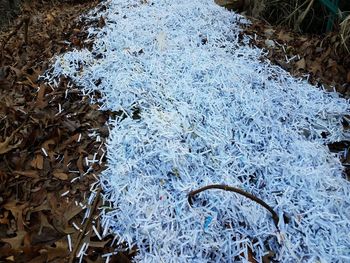 High angle view of frozen plants on land