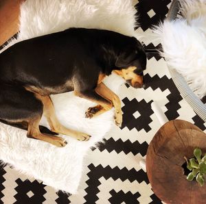 High angle view of puppy on bed at home