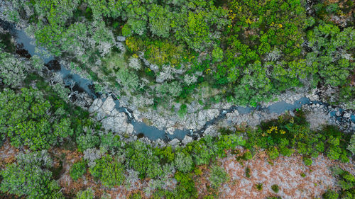 High angle view of birds on land