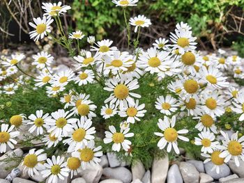 Close-up of white daisy flowers