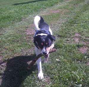 Portrait of dog on field