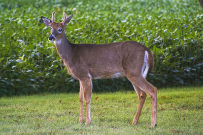 Portrait of deer standing in grass