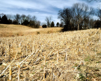 Scenic view of agricultural field against sky