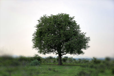 Tree on field against clear sky