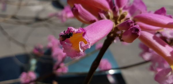 Close-up of insect on pink flower