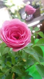 Close-up of pink rose blooming outdoors