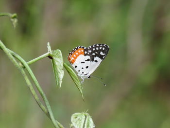 Close-up of butterfly on flower