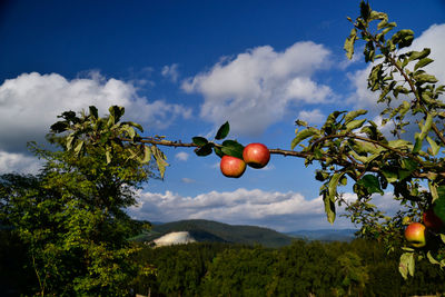 Low angle view of fruits on tree against sky