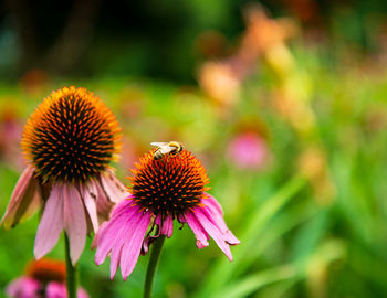 Close-up of pink flower