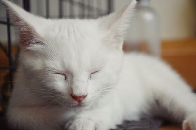 Close-up of white cat sleeping