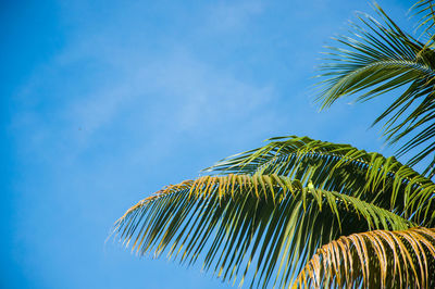 Low angle view of palm tree against blue sky