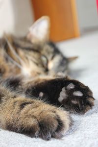 Close-up of cat lying on floor
