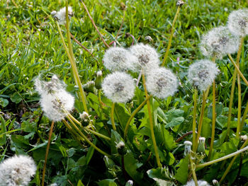 Close-up of white flowers blooming in field