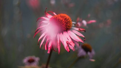 Close-up of pink flower
