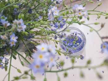 Close-up of flowers growing on tree