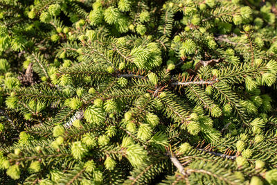 Close-up of pine tree