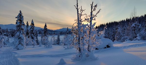 Snow covered land and trees against sky during sunset