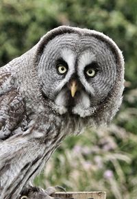 Close-up portrait of owl