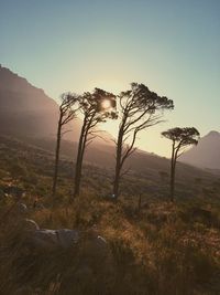 Tree on landscape against clear sky during sunset