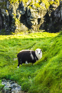 Side view of horse on field