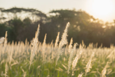 Close-up of plants on field