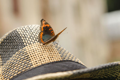 Close-up of butterfly