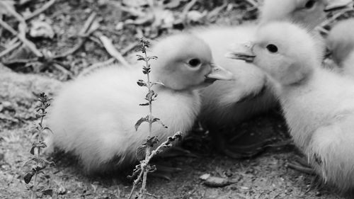 Close-up of young birds