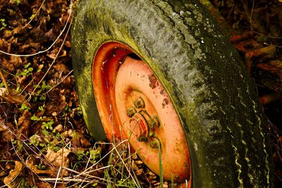 Close-up of abandoned tree