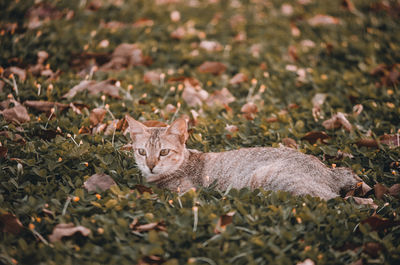 Portrait of cat on field