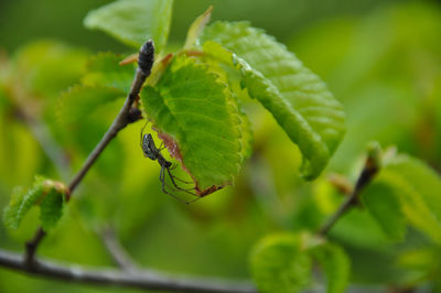 Close-up of insect on leaf