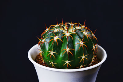 Close-up of potted plant against black background