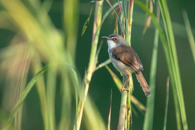 Close-up of bird perching on grass