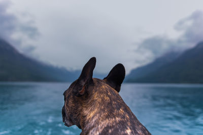 Close-up of dog by lake against sky