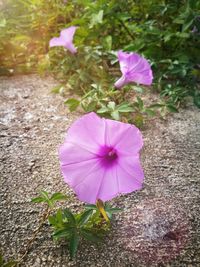 Close-up of purple flower