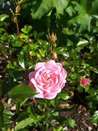 Close-up of pink rose