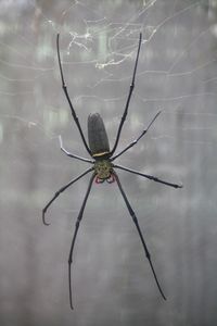 Close-up of spider on web