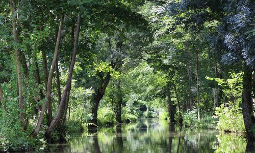 Reflection of trees in forest