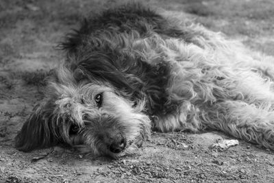 Close-up of dog lying on field