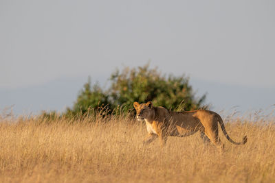 Lioness standing on grassy field against clear sky