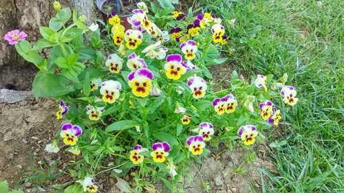 Purple crocus flowers blooming on field