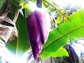 Low angle view of leaves