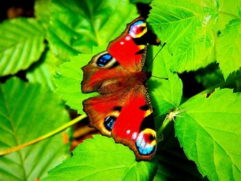 Close-up of butterfly on leaf