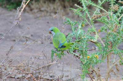 A green parrot standing on a spiky and dangerous plant